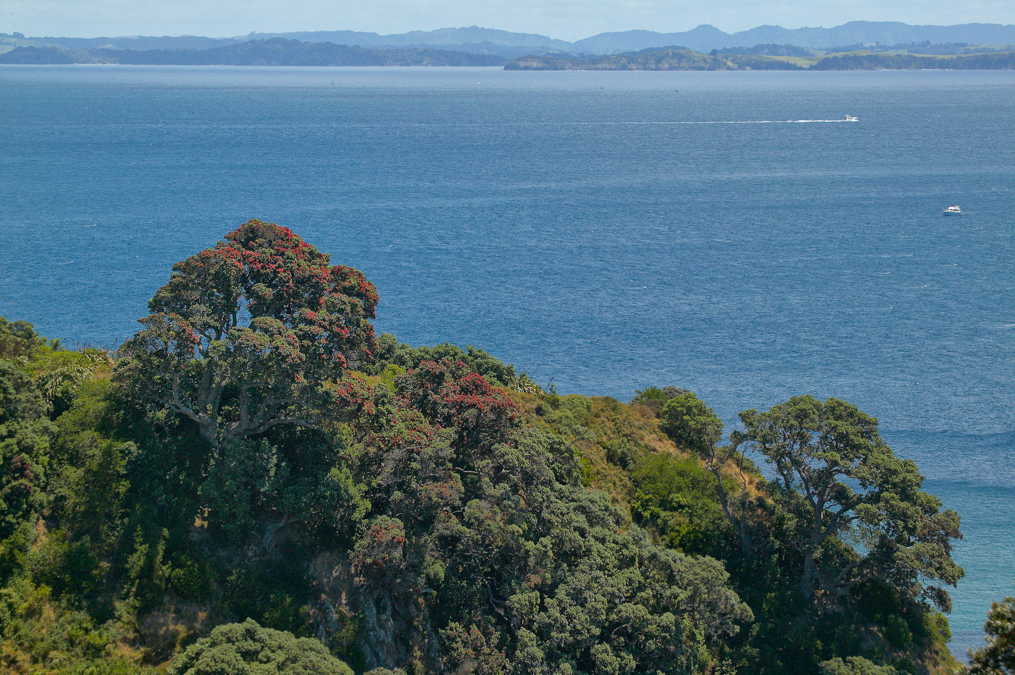 Pohutukawa on Tiri Tiri Matangi island, New Zealand